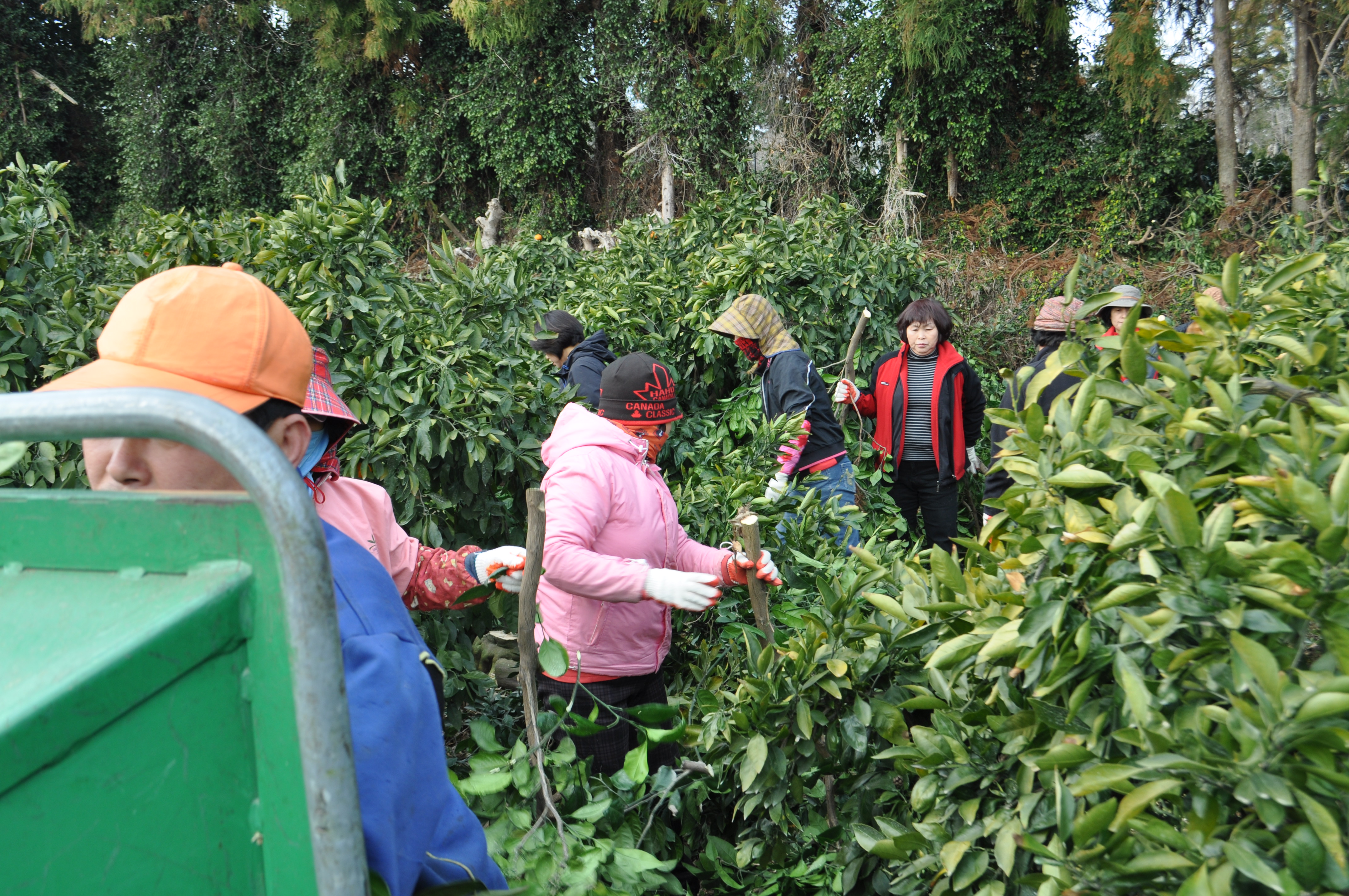 생활개선서귀포시연합회, 간벌봉사활동 실시